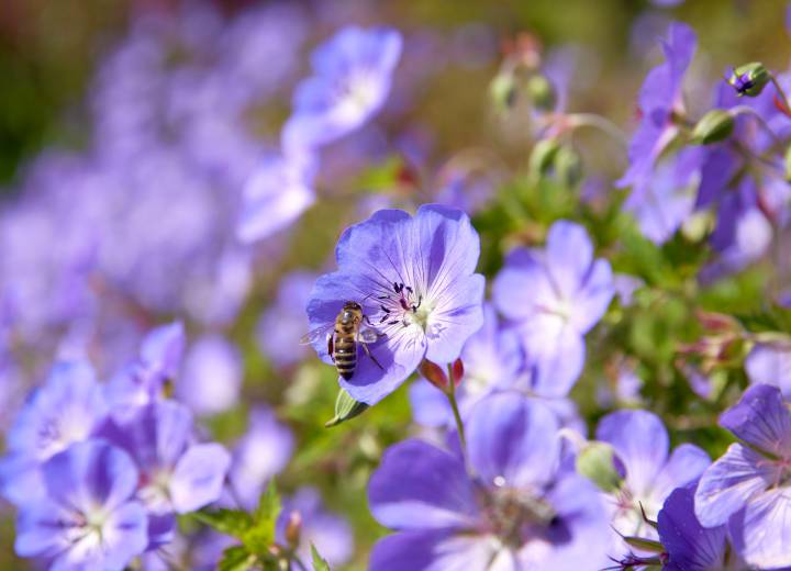 Bee on a flower meadow